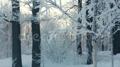 白雪覆盖的树。 从树上落下的雪。 冬天的雪树。 <strong>晃动</strong>的树
